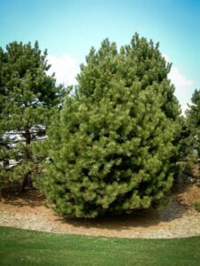 Сосна Чёрная (Pinus Nigra) купить по цене от 270.00р. в интернет-магазине «Посадика» с доставкой почтой в в Себеже и по всей России – [изображение №1].