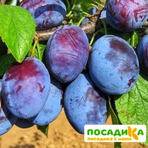 Слива Чачакская ранняя купить по цене от 229.00р. в интернет-магазине «Посадика» с доставкой почтой в в Себеже и по всей России – [изображение №1].