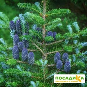 Пихта корейская (Abies koreana) купить по цене от 450.00р. в интернет-магазине «Посадика» с доставкой почтой в в Себеже и по всей России – [изображение №1].