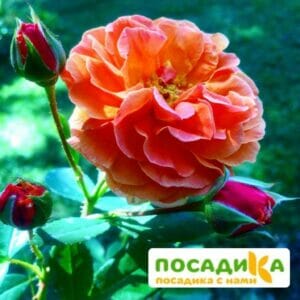 Роза Арабия купить по цене от 350.00р. в интернет-магазине «Посадика» с доставкой почтой в в Себеже и по всей России – [изображение №1].