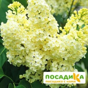 Сирень Примроуз (Primrose) купить по цене от 529.00р. в интернет-магазине «Посадика» с доставкой почтой в в Себеже и по всей России – [изображение №1].