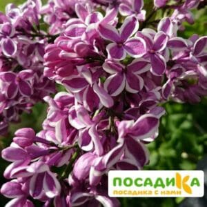 Сирень Сенсация купить по цене от 529.00р. в интернет-магазине «Посадика» с доставкой почтой в в Себеже и по всей России – [изображение №1].