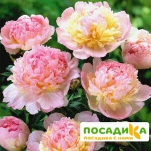 Пион Распберри Сандей (Paeonia Raspberry Sundae) купить по цене от 959р. в интернет-магазине «Посадика» с доставкой почтой в в Себеже и по всей России – [изображение №1].