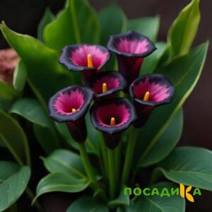 Калла Аура Лейс купить по цене от 400р. в интернет-магазине «Посадика» с доставкой почтой в в Себеже и по всей России – [изображение №1].