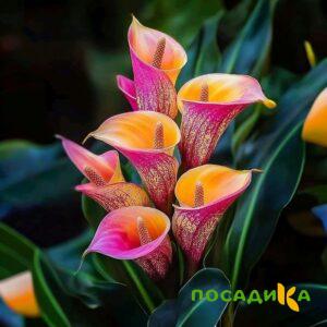 Калла Оникс купить по цене от 450р. в интернет-магазине «Посадика» с доставкой почтой в в Себеже и по всей России – [изображение №1].