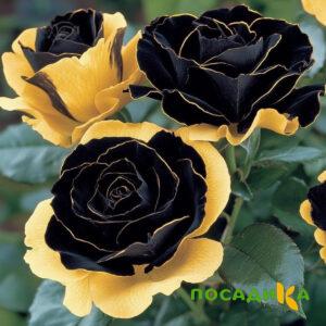 Роза Ханни Сикл купить по цене от 700р. в интернет-магазине «Посадика» с доставкой почтой в в Себеже и по всей России – [изображение №1].