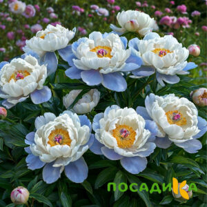 Пион акварельный Этюд купить по цене от 806р. в интернет-магазине «Посадика» с доставкой почтой в в Себеже и по всей России – [изображение №1].