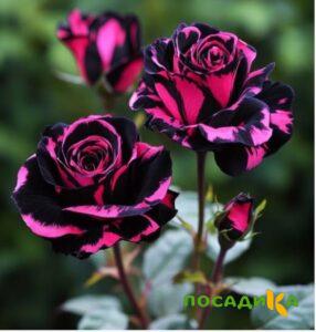 Роза Багровый Шепот купить по цене от 366р. в интернет-магазине «Посадика» с доставкой почтой в в Себеже и по всей России – [изображение №1].