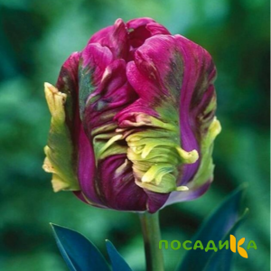 Тюльпан Экзотик Хэвен купить по цене от 186р. в интернет-магазине «Посадика» с доставкой почтой в в Себеже и по всей России – [изображение №1].
