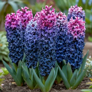 Гиацинт Блю Спринг купить по цене от 2099р. в интернет-магазине «Посадика» с доставкой почтой в в Себеже и по всей России – [изображение №1].