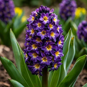 Гиацинт Вельвет Колор купить по цене от 2099р. в интернет-магазине «Посадика» с доставкой почтой в в Себеже и по всей России – [изображение №1].