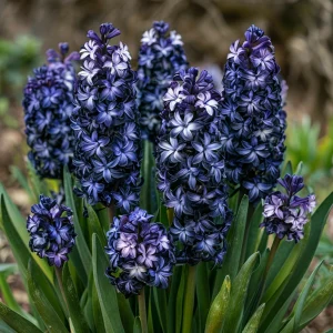 Гиацинт Блум Клауд купить по цене от 2099р. в интернет-магазине «Посадика» с доставкой почтой в в Себеже и по всей России – [изображение №1].