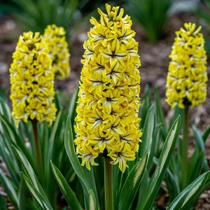 Гиацинт Сансет Голд купить по цене от 2099р. в интернет-магазине «Посадика» с доставкой почтой в в Себеже и по всей России – [изображение №1].